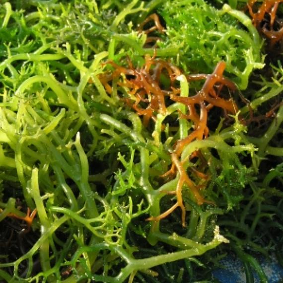 Seaweed Wax Melt