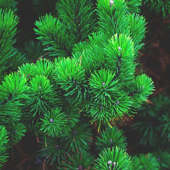 Pine Tree Wax Melt