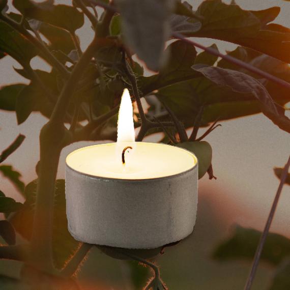 Tomato Leaf Scented Tealights
